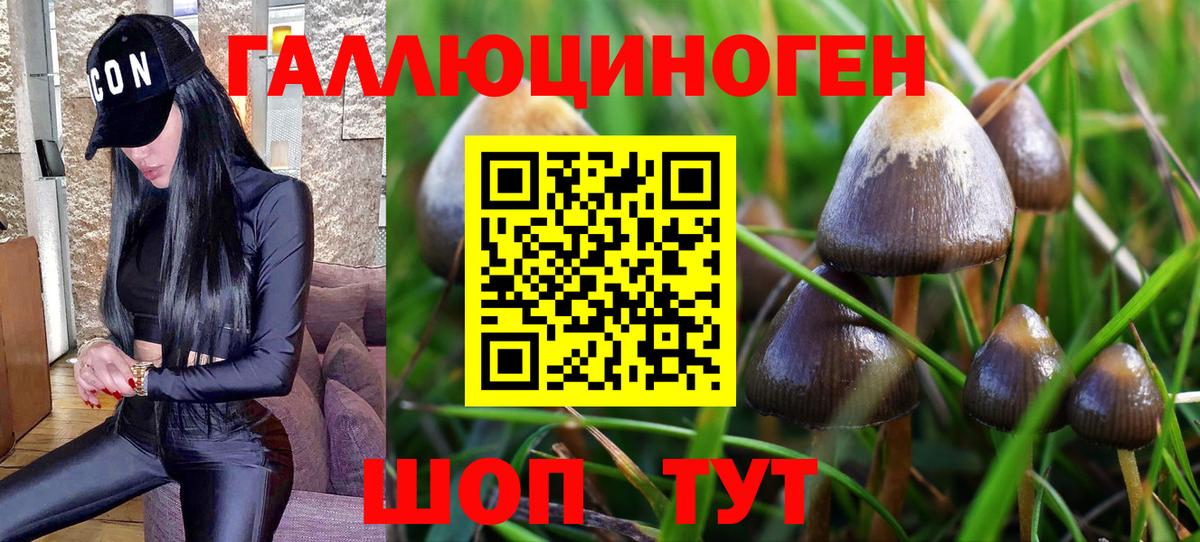 Псилоцибиновые грибы Psilocybe Щёлково