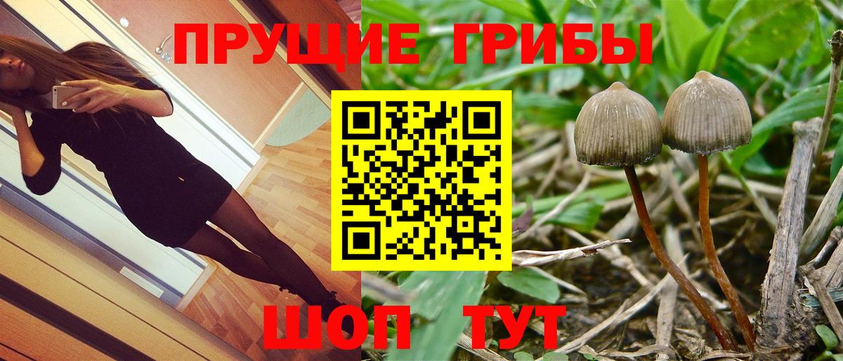 Галлюциногенные грибы прущие грибы  Вход с VPN  Щёлково 